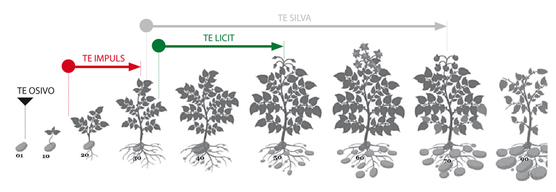 aplikace přípravků TE na vývojové fáze růstu brambor aplikace přípravků TE (trisol farm) na vývojové fáze růstu brambor