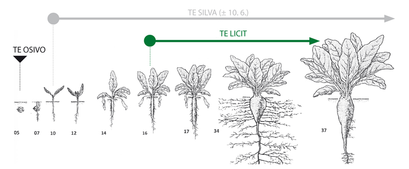 aplikace přípravků TE na vývojové fáze růstu cukrovky aplikace přípravků TE (Trisol farm) na vývojové fáze růstu cukrovky