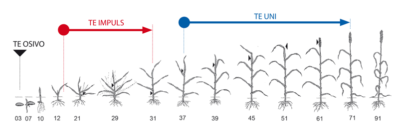 aplikace přípravků TE na vývojové fáze růstu ječmene jarního aplikace přípravků TE (Trisol farm) na vývojové fáze růstu ječmene jarního