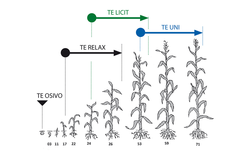 aplikace přípravků TE na vývojové fáze růstu kukuřice aplikace přípravků TE (Trisol farm) na vývojové fáze růstu kukuřice