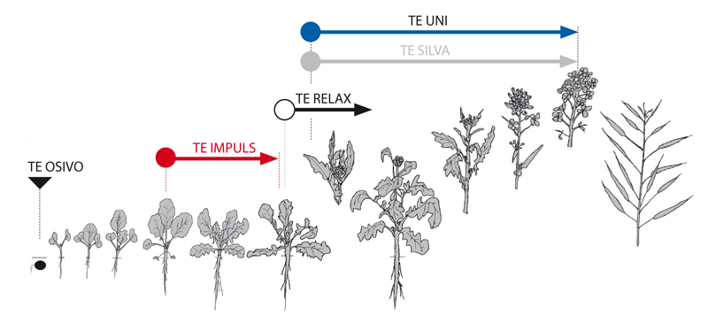 aplikace přípravků TE na vývojové fáze růstu řepky aplikace přípravků TE (trisol farm) na vývojové fáze růstu řepky